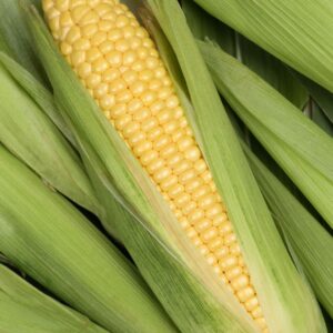 Maize (Corn)